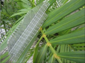 四層陽光板（12mm透明）